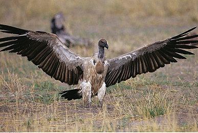 《装甲核心6：境界天火》大量概念图泄露