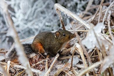《马里奥赛车：世界》NS2捆绑包公布 游戏半价搭配